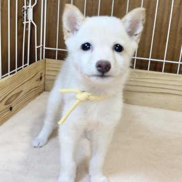 柴犬(豆柴)【熊本県・男の子・2024年7月15日・白】の写真「極小タイプで元気な男の子✨」