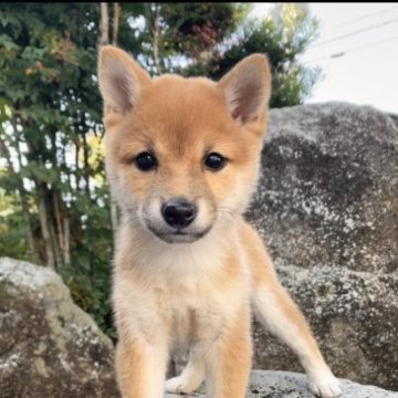 柴犬(豆柴)【熊本県・女の子・2023年8月31日・赤】の写真「くりくりお目目の女の子」