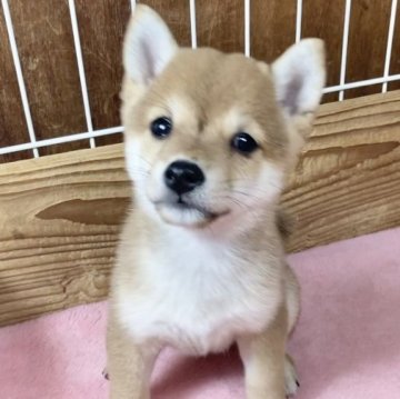 柴犬(豆柴)【熊本県・女の子・2024年6月18日・赤】の写真「まんまるムチムチの女の子✨」