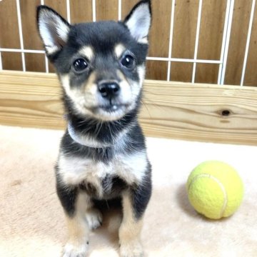 柴犬(豆柴)【熊本県・男の子・2024年7月15日・黒】の写真「極小タイプで元気な男の子✨」