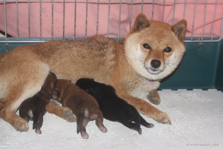 育児の様子です！｜大塚　維國(おおつか　これくに)ブリーダー(熊本県・柴犬・一般社団法人日本豆柴犬協会登録)の紹介写真6