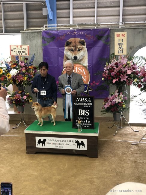 BIS（優勝）した時です｜大塚　維國(おおつか　これくに)ブリーダー(熊本県・柴犬・一般社団法人日本豆柴犬協会登録)の紹介写真8