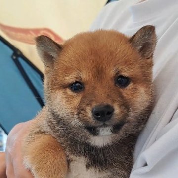 柴犬(豆柴)【熊本県・女の子・2024年12月19日・赤】の写真「☆豆柴の子犬たくさん掲載中です☆」