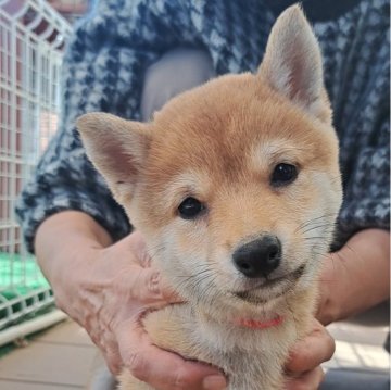 豆柴【熊本県・男の子・2024年8月23日・赤】の写真「☆豆柴の子犬たくさん掲載中です☆」