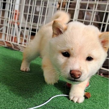 柴犬(豆柴)【熊本県・女の子・2024年10月17日・白】の写真「☆豆柴の子犬たくさん掲載中です☆」