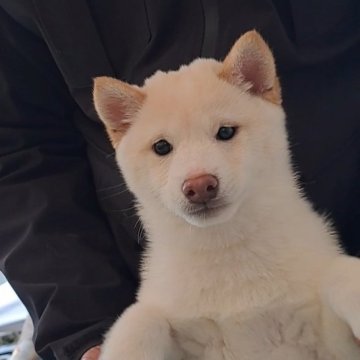 豆柴【熊本県・男の子・2024年10月17日・白】の写真「☆豆柴の子犬たくさん掲載中です☆」