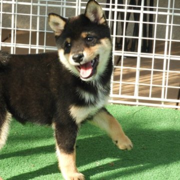 柴犬(豆柴)【熊本県・男の子・2023年7月27日・黒】の写真「☆小さくて元気な男の子☆」