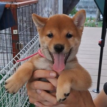 柴犬(豆柴)【熊本県・男の子・2024年6月13日・赤】の写真「☆小さめのおとなしい男の子☆」