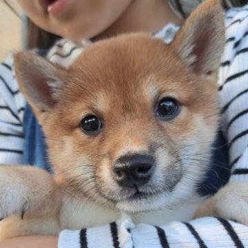 柴犬(豆柴)【熊本県・女の子・2023年8月16日・赤】の写真「☆チャンピオン血統のかわいい女の子☆」