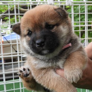 柴犬(豆柴)【熊本県・女の子・2023年4月13日・赤】の写真「☆おっとりした優しい子☆」