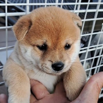 柴犬(豆柴)【熊本県・男の子・2024年4月11日・赤】の写真「☆とても活発な男の子☆」