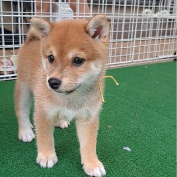 柴犬(豆柴)【熊本県・男の子・2024年6月22日・赤】の写真「☆かわいい表情の男の子☆」