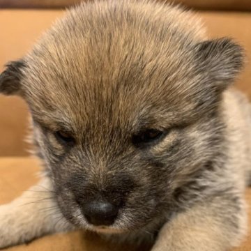 柴犬(標準サイズ)【千葉県・女の子・2023年11月12日・胡麻】の写真「とっても可愛い赤胡麻カラーのモフモフ女の子です🩷」