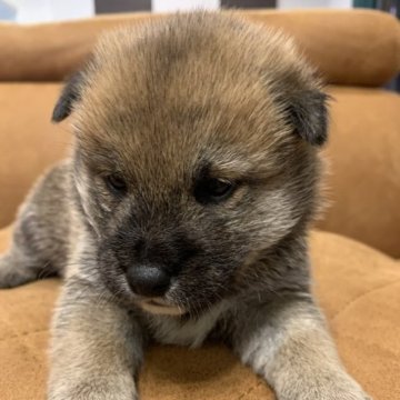 柴犬(標準サイズ)【千葉県・男の子・2023年11月12日・胡麻】の写真「赤胡麻カラーのモフモフの男の子です❤️」