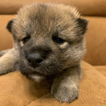 柴犬(標準サイズ)【千葉県・男の子・2023年11月12日・胡麻】の写真「茶胡麻カラーの激モフな男の子です！」