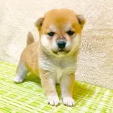豆柴