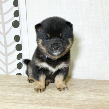 柴犬(豆柴)【広島県・男の子・2024年3月7日・黒】の写真「甘えん坊で小柄な男の子です🩵」