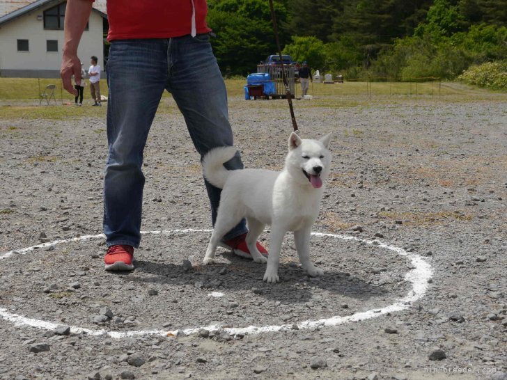 今年　開催された全国　大会　子犬の部で優勝　｜稲村　陽四郎(いなむら　ようしろう)ブリーダー(福島県・柴犬など・JKC/日本犬保存会/北海道犬保存会/kc ジャパン登録)の紹介写真3