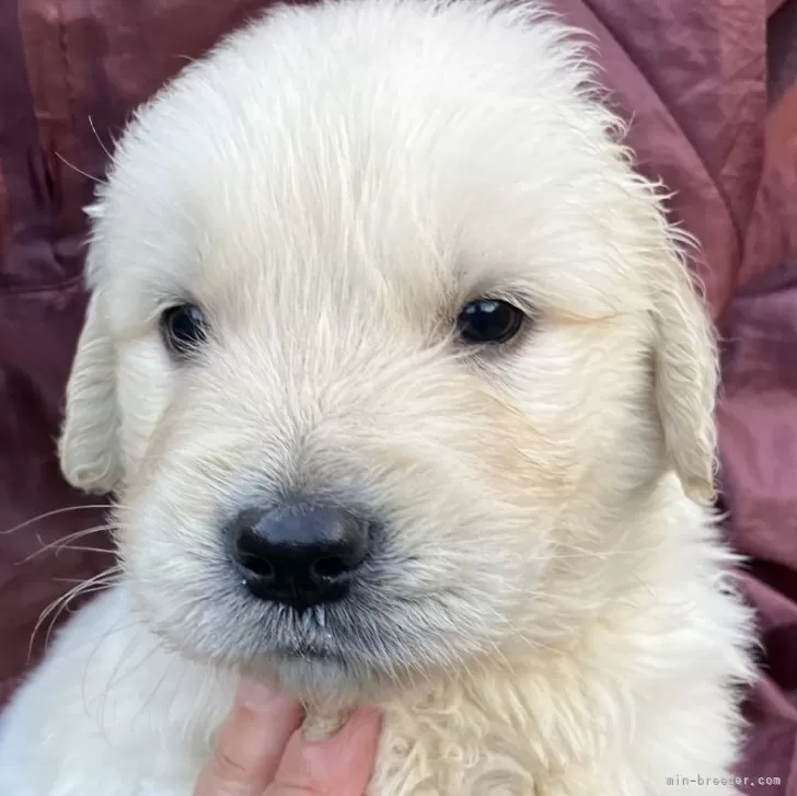 ID：2410-02787の子犬
