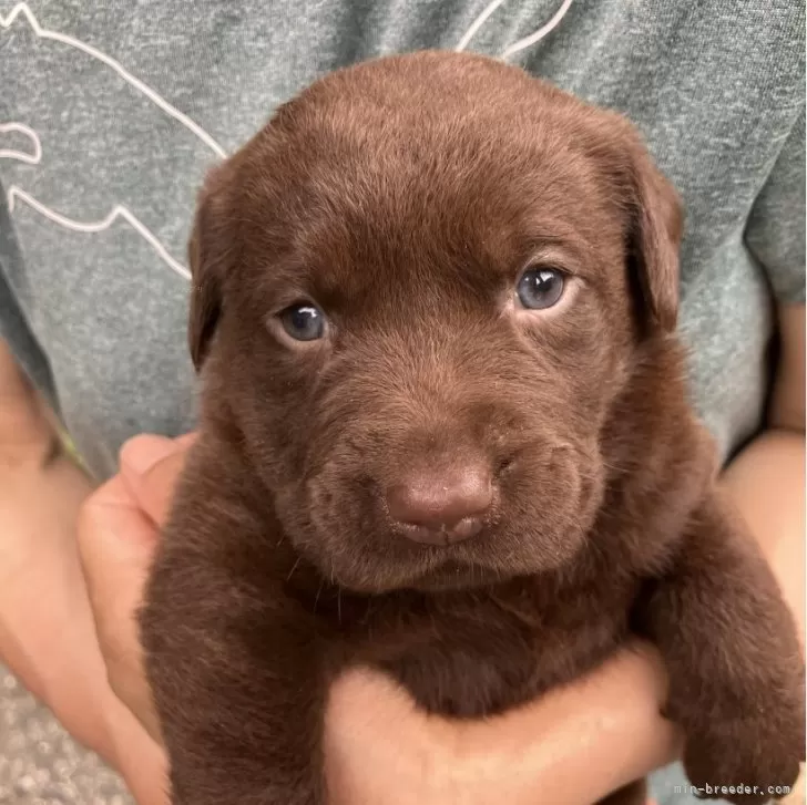 E.K 様のお迎えした子犬