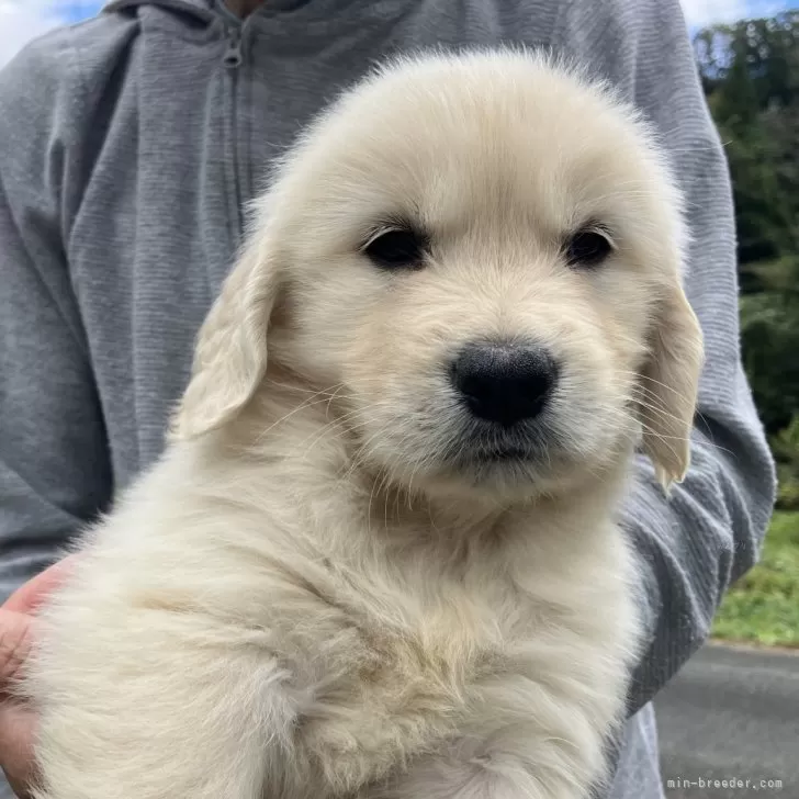 Y.Y 様のお迎えした子犬