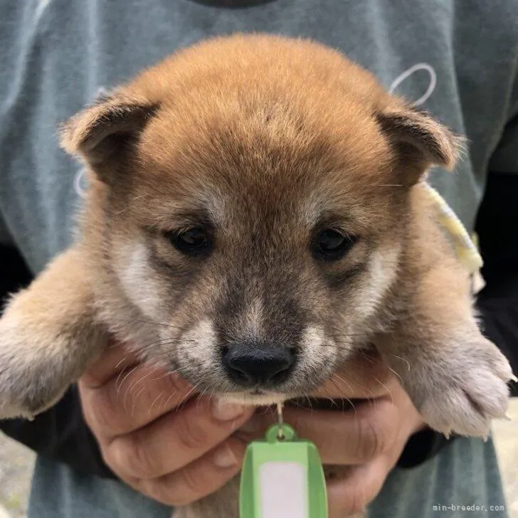 柴犬(標準サイズ)【福島県・男の子・2022年4月21日・赤】の写真1「緑のタグ次男坊で1番元気です。」