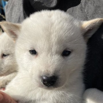 北海道犬【福島県・男の子・2022年11月26日・白】の写真「ソフトバンクのお父さん犬
真っ白な男の子です。」