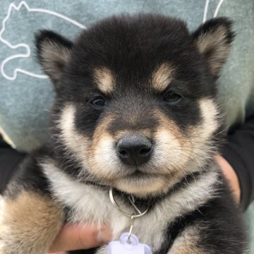 柴犬(標準サイズ)【福島県・男の子・2022年4月21日・黒】の写真「黒柴の男の子　イケメン君です
お母さん似の男の子」