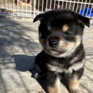 柴犬(豆柴)【福島県・女の子・2023年2月12日・黒】の写真「黒豆柴の女の子
益々可愛くなってきました。」