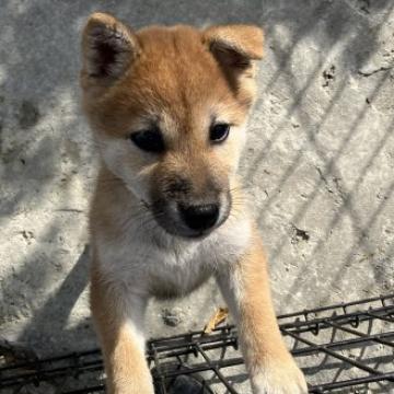 柴犬(標準サイズ)【福島県・女の子・2022年8月6日・赤】の写真「1番元気な赤柴犬です。」