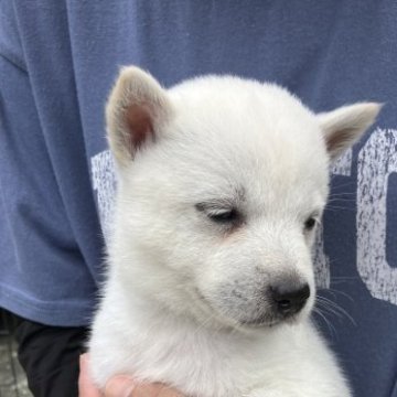 北海道犬【福島県・男の子・2023年6月19日・白】の写真「真っ白な北海道犬の仔犬です。」