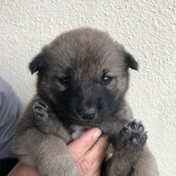 北海道犬【福島県・男の子・2021年11月13日・赤色】の写真「ソフトバンクのお父さん犬
元気いっぱいです」