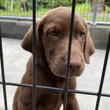 ラブラドールレトリバー【福島県・男の子・2024年6月15日・チョコレート】の写真「遊びが大好きな仔犬です」