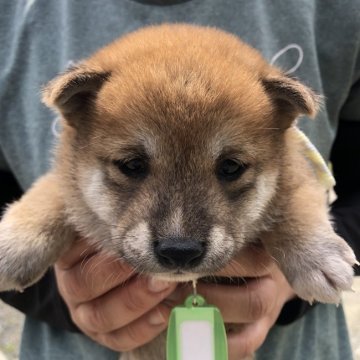 柴犬(標準サイズ)【福島県・男の子・2022年4月21日・赤】の写真「柴犬　赤牡の仔犬　元気に育ってます。」