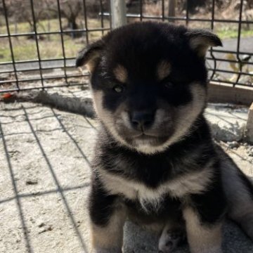 柴犬(豆柴)【福島県・男の子・2023年2月12日・黒】の写真「白のお母さんから産まれた。
黒豆柴犬
の牡です」