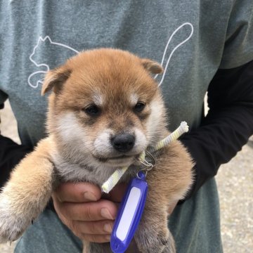 柴犬(標準サイズ)【福島県・男の子・2022年4月21日・赤】の写真「お父さん　豆柴
お母さん　赤柴
やさしい　三男」