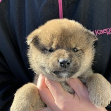 柴犬(標準サイズ)【福島県・女の子・2022年11月19日・赤】の写真「まん丸のお顔の赤柴牝

柴犬でも小さな方です。」