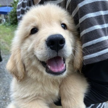 ゴールデンレトリバー【福島県・男の子・2023年7月9日・ゴールド】の写真「まんまるの顔立ち　
人懐こい男の子です」