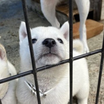 北海道犬【福島県・男の子・2023年6月19日・白】の写真「全身　真っ白な仔犬です。」