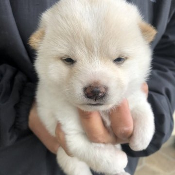 柴犬(豆柴)【福島県・女の子・2022年3月18日・白】の写真「お父さん　豆柴チャンピオン犬
お母さん　白豆柴」