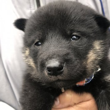 北海道犬【福島県・男の子・2021年11月13日・黒色】の写真「ソフトバンクのお父さん元気いっぱい走り回ってます」