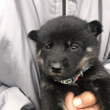 北海道犬【福島県・男の子・2021年11月13日・黒色】の写真「ソフトバンクのお父さんいぬの黒バージョン」