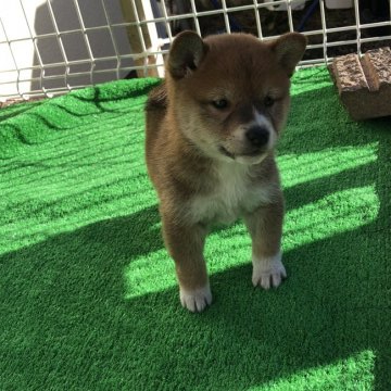 柴犬(標準サイズ)【福島県・女の子・2021年11月20日・赤】の写真「柴犬の赤メス　口の周りの白がめちゃくちゃ可愛いです」