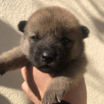 北海道犬【福島県・男の子・2021年11月13日・赤色】の写真「ソフトバンクでお馴染みの
ソフトバンクのお父さん」