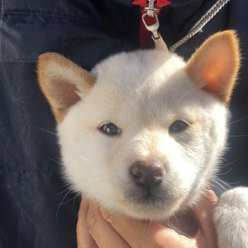 柴犬(豆柴)【福島県・女の子・2021年8月28日・白色】の写真「貴重な豆柴　元気な白豆柴の女の子です。」