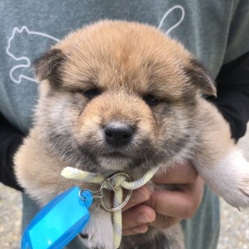 柴犬(標準サイズ)【福島県・男の子・2022年4月21日・赤】の写真「赤柴犬　牡　まん丸お顔の次男坊です。」