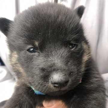 北海道犬【福島県・男の子・2021年11月13日・黒色】の写真「北海道犬　黒牡



黒の牡の仔犬です。」