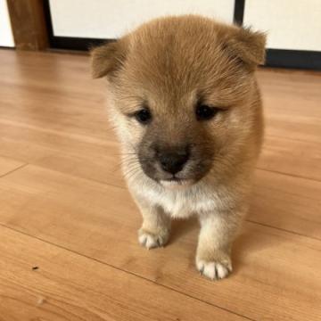 柴犬(豆柴)【福島県・男の子・2022年9月15日・赤】の写真「赤の男の子
兄弟では1番　イケメンかも」