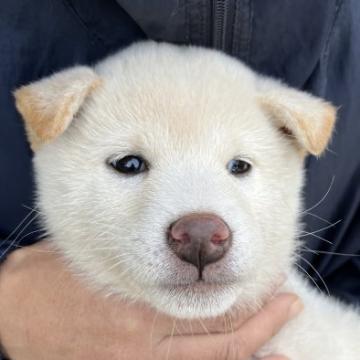 柴犬(標準サイズ)【福島県・女の子・2022年8月6日・白】の写真「白柴の女の子　
おっとりしてます。」