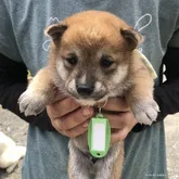 柴犬(標準サイズ)【福島県・男の子・2022年4月21日・赤】の写真5